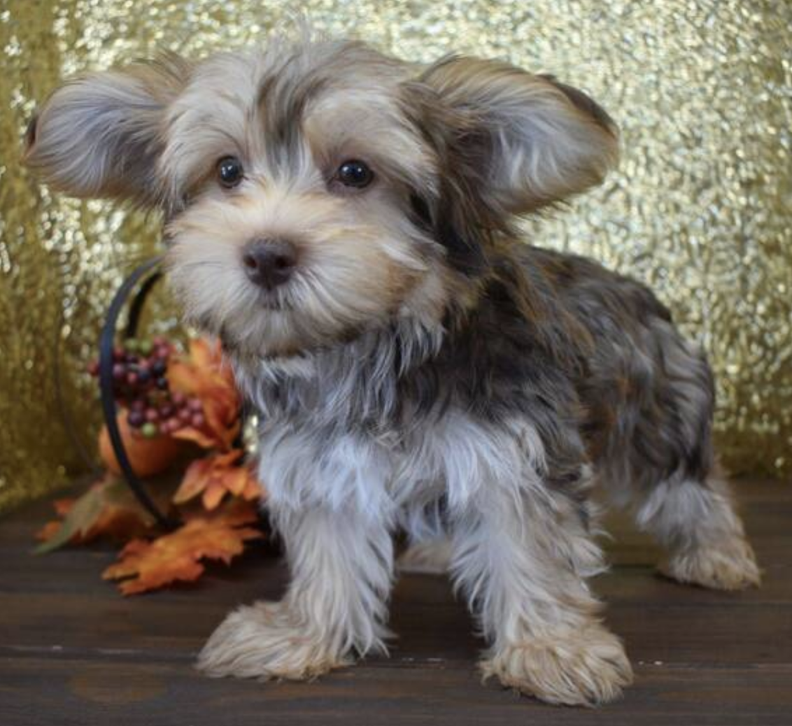 comprar cachorros sanos, baratos y asequibles para la venta